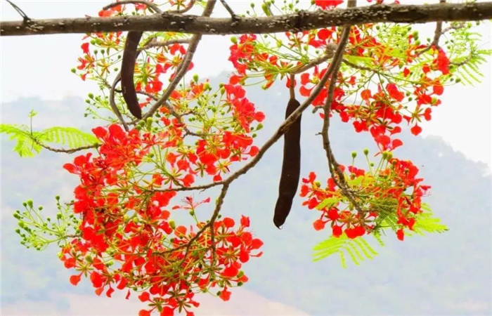 怒江旅游 鳳凰花開紅似火，峽谷賞花正當時